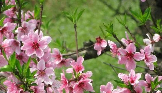 李花诗句中的寓意是什么？如何理解其深层含义？