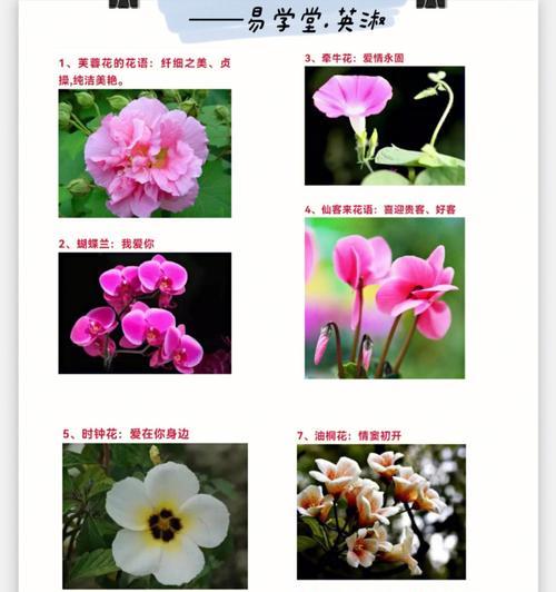 蓝五花吊坠寓意何在？大嘴花象征意义是什么？