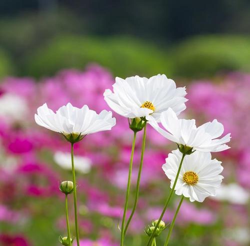 秋英花的寓意是什么？秋英花在不同文化中的意义？