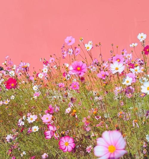 秋英花的寓意是什么？秋英花在不同文化中的意义？