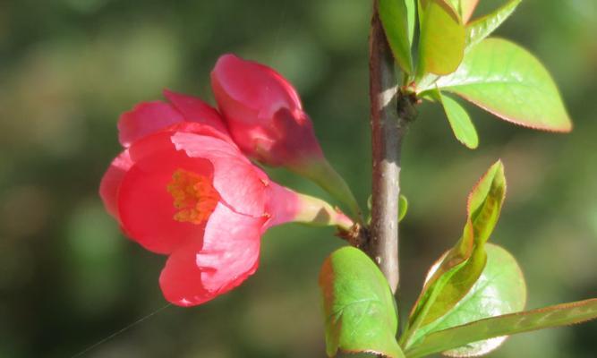 角落里的花象征着什么？