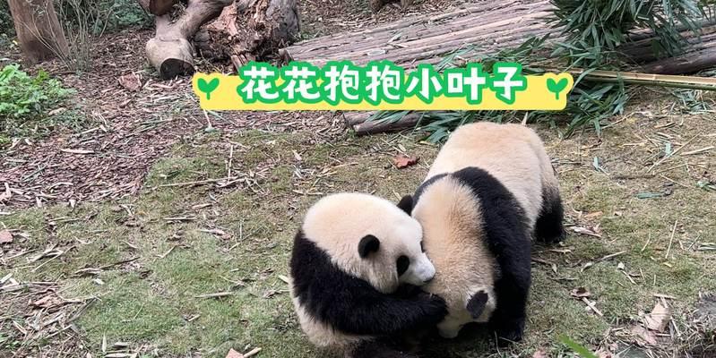 熊猫与花组合的特殊含义是什么？
