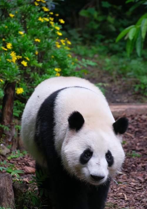 熊猫与花组合的特殊含义是什么？