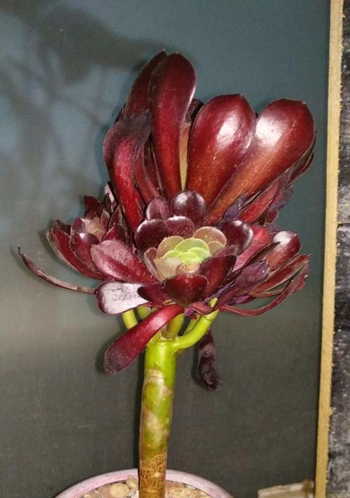 怀孕时打破花盆有什么寓意？