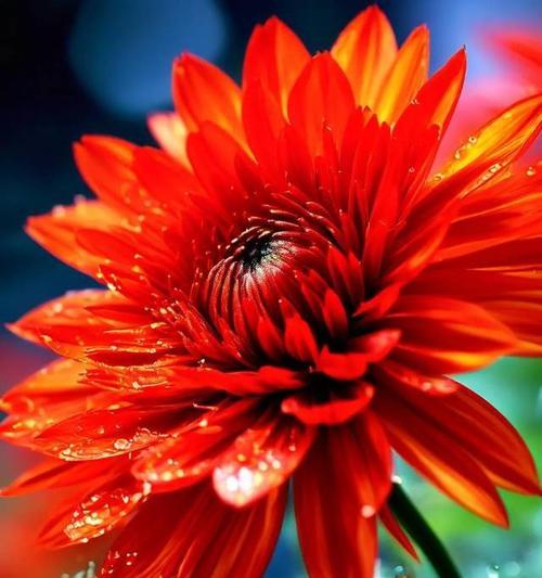 破晓而生象征的花有哪些？黎明的花语代表什么？