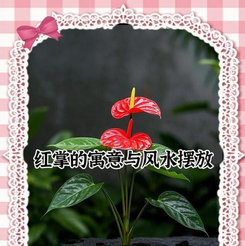 红掌花在风水中的寓意象征是什么？