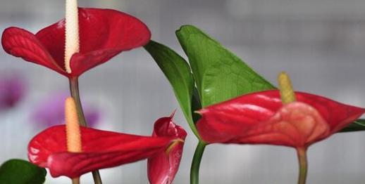 红掌花在风水中的寓意象征是什么？