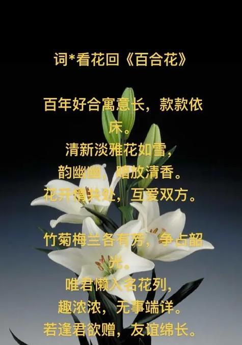 山百合花语及其代表意义是什么？