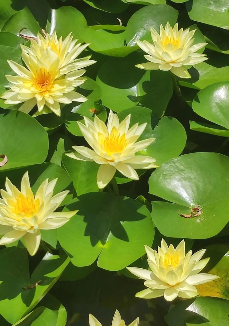 哪种花代表重生？花语中有哪些花卉象征重生？