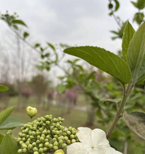 哪种花代表重生？花语中有哪些花卉象征重生？