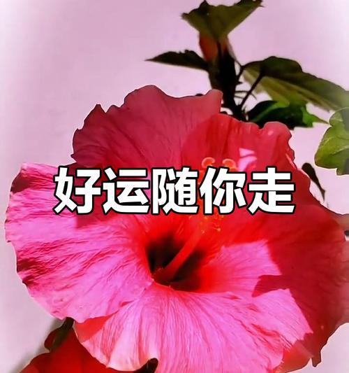 哪些花寓意祝你万事顺意？有哪些花代表好运和顺利？