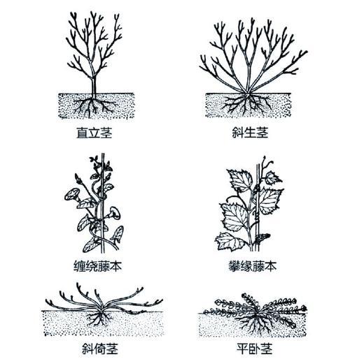 花卉语言的多样性体现在哪里？