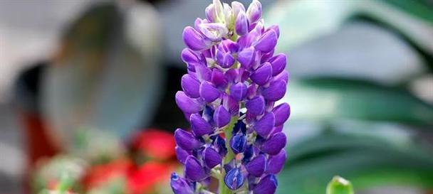 揭秘无情花语的真相是什么？