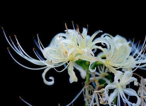 揭秘无情花语的真相是什么？
