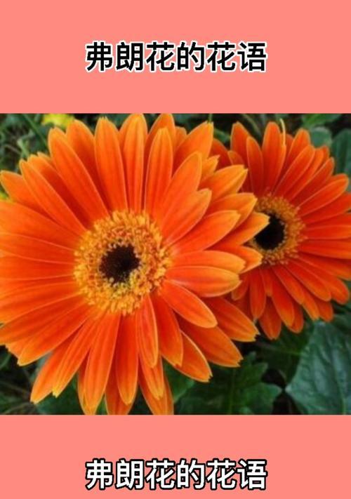 漏花一词的含义是什么？漏花在花语中代表什么？