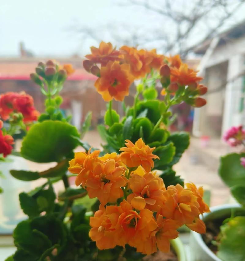 漏花一词的含义是什么？漏花在花语中代表什么？