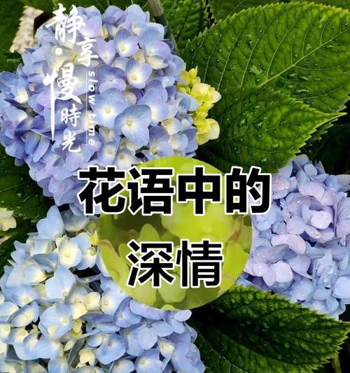 和平相处的花有哪些？它们的象征意义是什么？