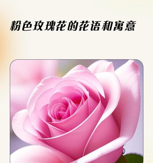 红色玫瑰的花语和象征意义是什么？