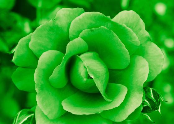 九朵什么含义的花？九朵花在花语中代表什么？