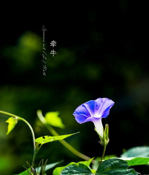 牵牛花的花语和象征意义是什么？