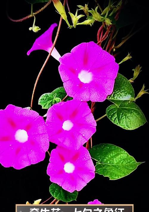 牵牛花的花语和象征意义是什么？