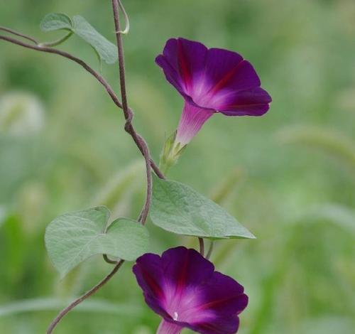 牵牛花的花语和象征意义是什么？