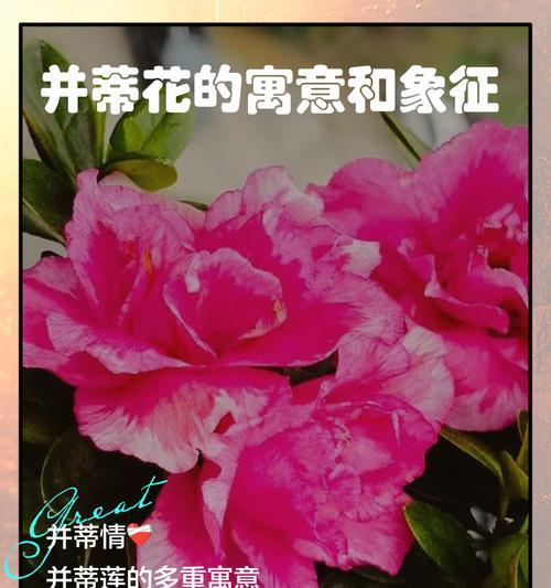 拥有花代表什么含义？它象征了什么意义？
