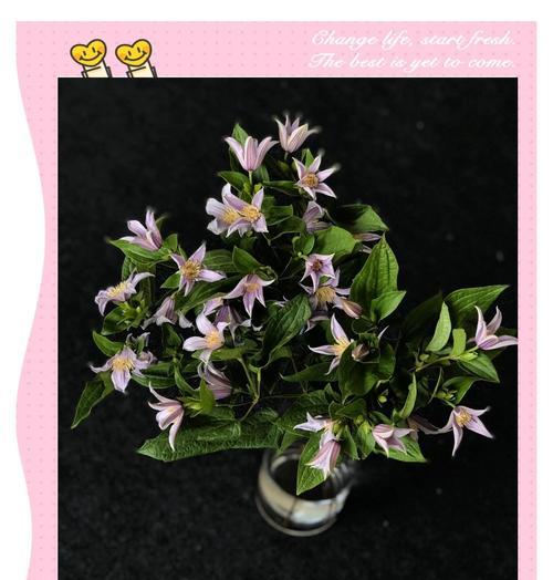 高洁自由的花有哪些象征？哪些花代表高洁自由？