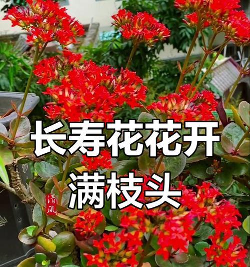 长寿花的美好寓意：长寿花的寓意句子及其象征意义