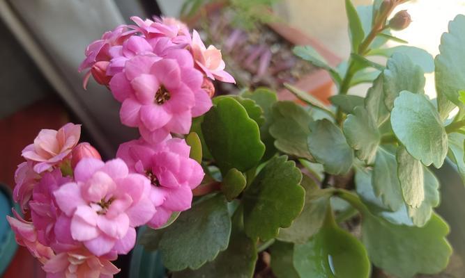 长寿花的美好寓意：长寿花的寓意句子及其象征意义