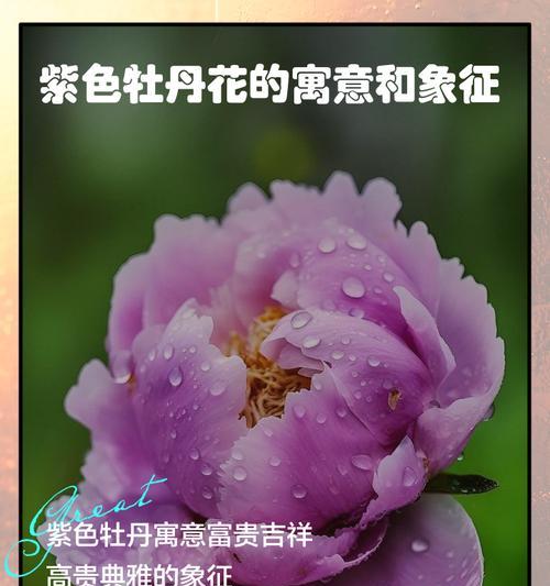 开门见花的寓意象征是什么？