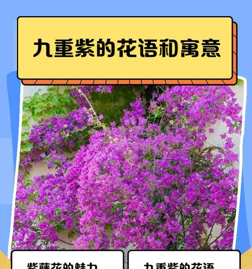 寓意殉葬的花有哪些？它们如何表达对逝者的纪念？