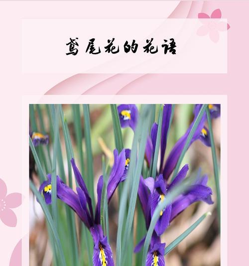寓意殉葬的花有哪些？它们如何表达对逝者的纪念？