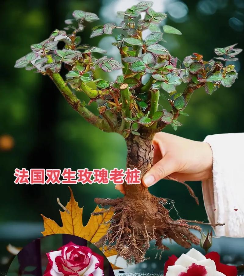 双生花象征着什么？双生花在花语中代表了什么？