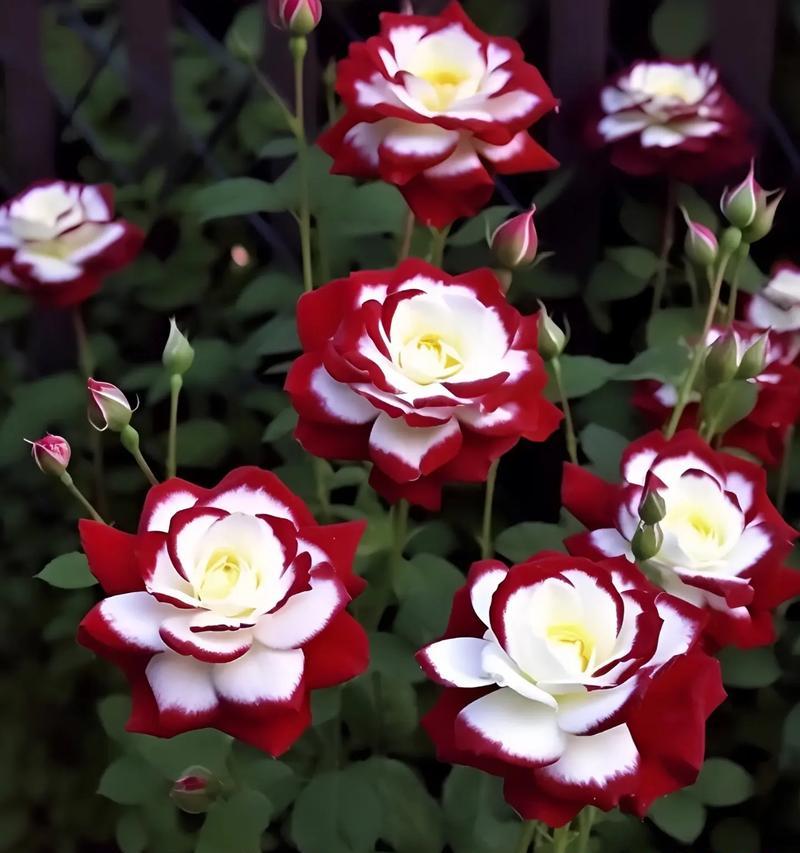双生花象征着什么？双生花在花语中代表了什么？