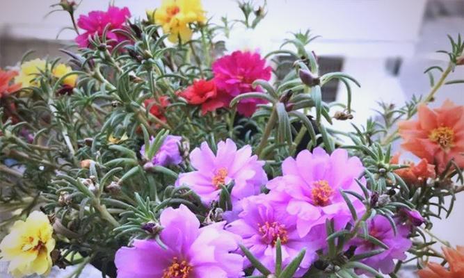 粉色太阳花的花语及其传递的情感是什么？