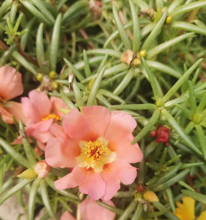 粉色太阳花的花语及其传递的情感是什么？