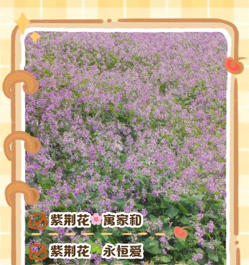 花的象征句子有哪些？如何用它们表达情感？