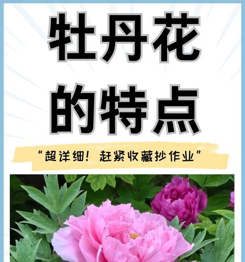 花的象征句子有哪些？如何用它们表达情感？
