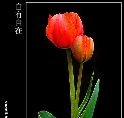 黑色背景下的花语：花在黑色背景下的特殊含义是什么？