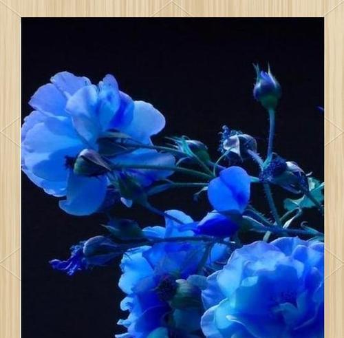 水蓝色花朵象征着什么？花语中有哪些特别之处？
