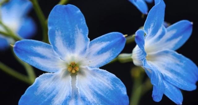 水蓝色花朵象征着什么？花语中有哪些特别之处？