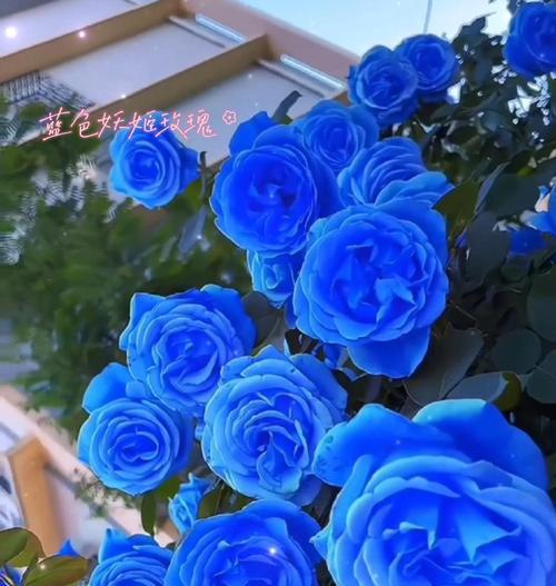 蓝色妖姬花语代表什么情感？含义是什么？