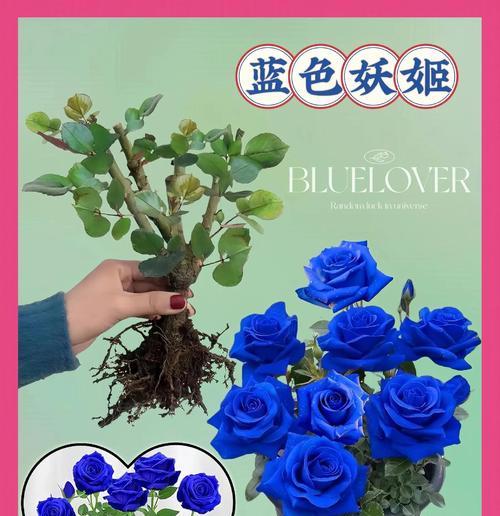 蓝色妖姬花语代表什么情感？含义是什么？