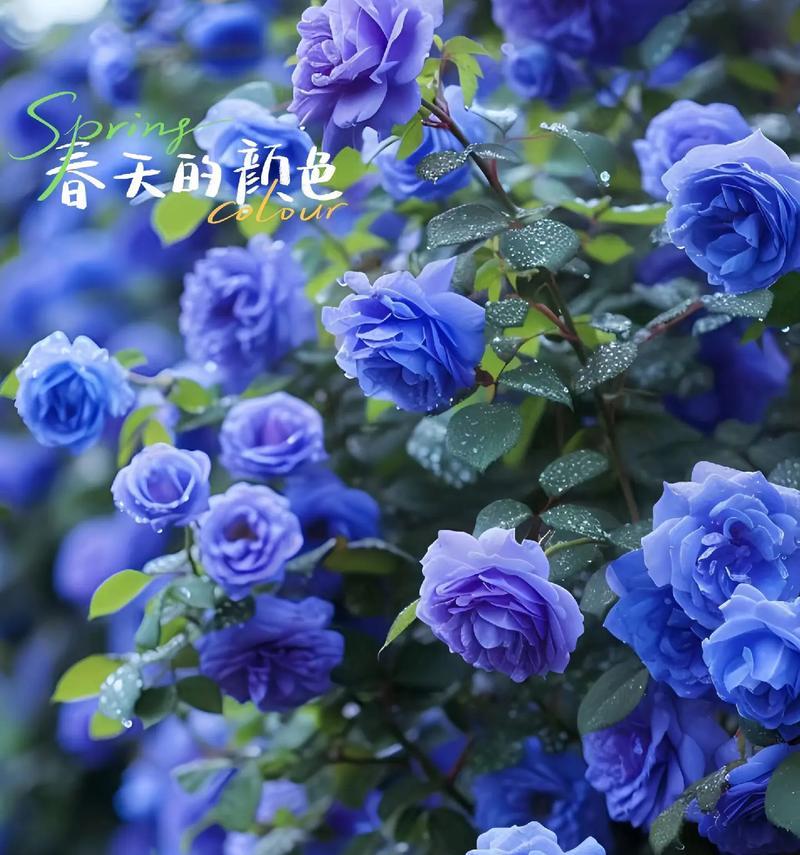 蓝色妖姬花语代表什么情感？含义是什么？