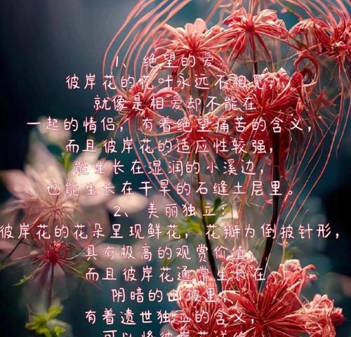 彼岸花的花语及其在传说中的代表意义是什么？