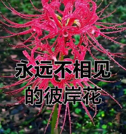彼岸花的花语及其在传说中的代表意义是什么？