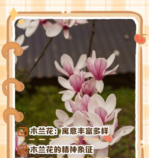 藏花的寓意象征是什么？它代表了什么？