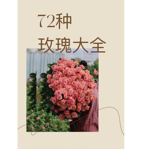 绑玫瑰花的含义是什么？