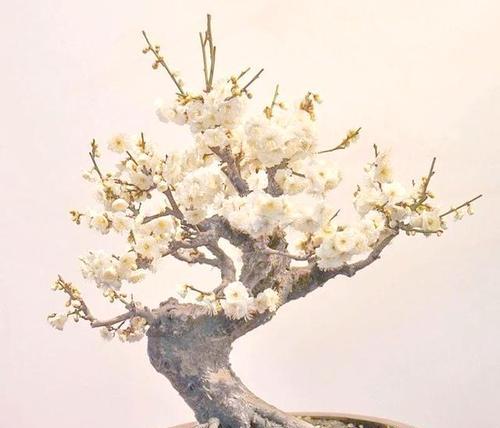 吉祥花卉有哪些代表？它们在文化中扮演什么角色？